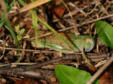 Europeisk vandringsgräshoppa (Locusta migratoria)