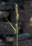 Hartmansstarr (Carex hartmanii)
