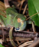 Europeisk vandringsgräshoppa (Locusta migratoria)