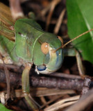 Europeisk vandringsgrshoppa (Locusta migratoria)