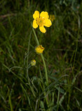 Ullranunkel (Ranunculus illyricus)