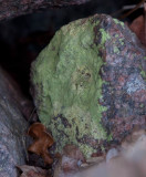 Citrongul skivlav (Psilolechia lucida)