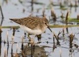 Least Sandpiper (Calidris minutilla)