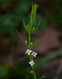 Spindelört (Thesium alpinum)