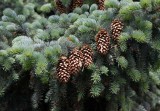 Blågran (Picea pungens)