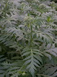 Röllikekrage (Tanacetum macrophyllum)