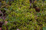 Vitmossa (Sphagnum sp)