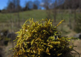 Cypressfläta (Hypnum cupressiforme)
