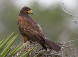 Harris´s Hawk (Parabuteo unicinctus)