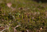Lundpraktmossa (Plagiomnium cuspidatum)