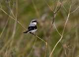 Lesser Grey Shrike (Lanius minor)