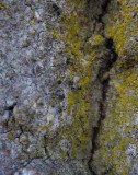 Ekspik (Calicium quercinum)