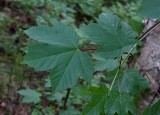 Tysklönn (Acer pseudoplatanus)