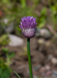 Trädgårdsgräslök (Allium schoenoprasum subsp. schoenoprasum var. schoenoprasum)