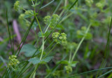 Vindaggkåpa (Alchemilla filicaulis ssp. vestita)