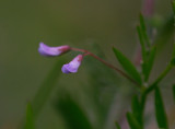 Sparvvicker (Vicia tetrasperma)