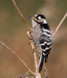 Lesser Spotted Woodpecker (Dendrocopos minor)