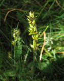 Snårstarr (Carex pairaei)