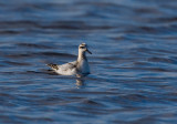 Red Phalarope (Phalaropus fulicarius)