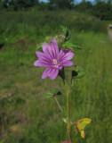 Rödmalva (Malva sylvestris)