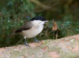 Marsh Tit (Poecile palustris)