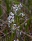 Snip (Trichophorum alpinum)