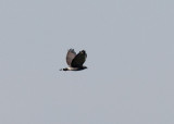 Gray Hawk (Asturina nitida)