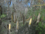 Slånspinnmal (Yponomeuta padella)