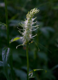 Vitrapunkel (Phyteuma spicatum ssp. spicatum)