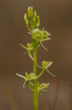 Gulyxne (Liparis loeselii)