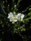 Pepparrot (Armoracia rusticana)
