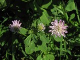 Doftklöver (Trifolium resupinatum)