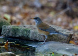 Rufous-backed Robin (Turdus rufopalliatus)