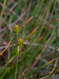 Ärtstarr (Carex viridula)