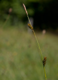 Ängsstarr (Carex hostiana)