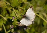 Laviana White-Skipper (Heliopetes laviana)