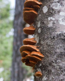 Rävticka (Inonotus rheades)