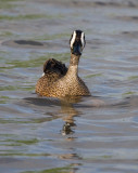 Blue-winged Teal (Blue-winged Teal (Anas discors))
