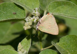 Tropical Greenstreak (Cyanophrys herodotus)