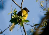 Crimson-collared Grosbeak (Rhodothraupis celaeno)