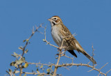 Lark Sparrow (Chondestes grammacus)