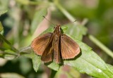 Malicious Skipper (Synapte pecta)
