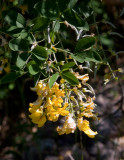 Alpgullregn (Laburnum alpinum)
