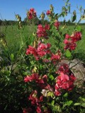 Praktvial (Lathyrus rotundifolius ssp. miniatus)