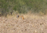 Coyote (Canis latrans)