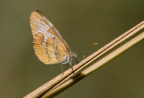 Common Mestra (Mestra amymone)