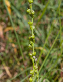 Håldådra (Myagrum perfoliatum)