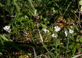 Färgmåra (Asperula tinctoria)