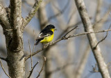 Lesser Goldfinch (Carduelis psaltria)