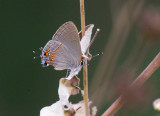 Dusky-Blue Groundstreak (Calycopis isobeon)